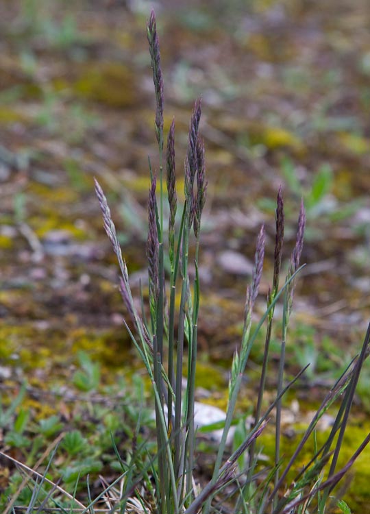 Hrdsvingel (Festuca brevipila)