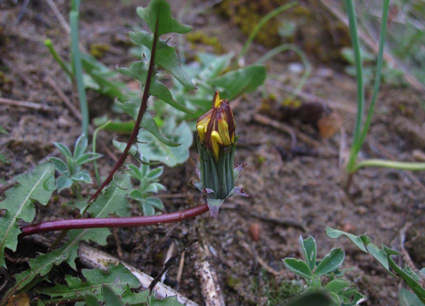 Rubinmaskros (Taraxacum rubicundum)