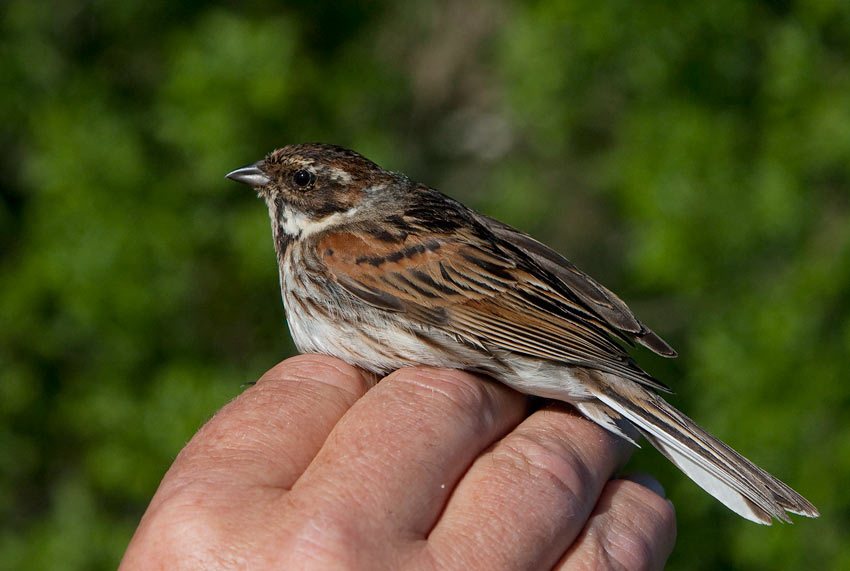 Reed Bunting (Emberiza schoeniclus)