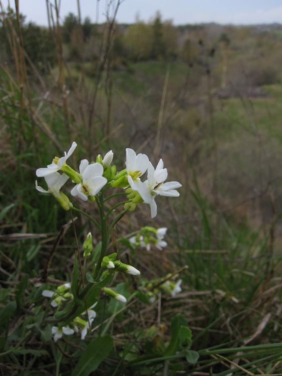 Fagertrav (Arabis caucasica)