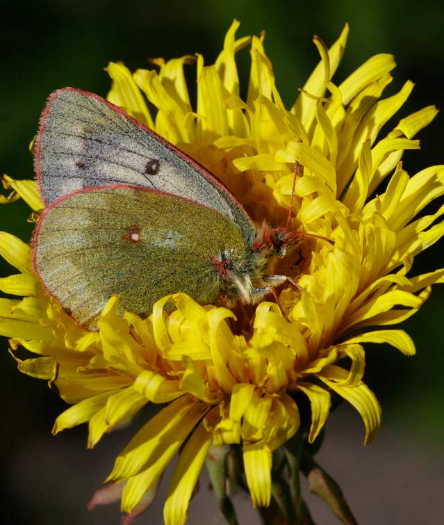 Fjllhfjril (Colias tyche)