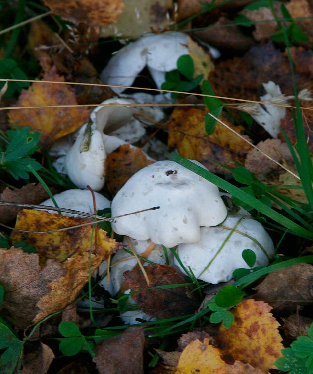 Vit tuvskivling (Lyophyllum connatum)