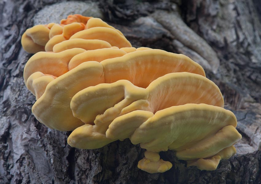 Svavelticka (Laetiporus sulphureus)