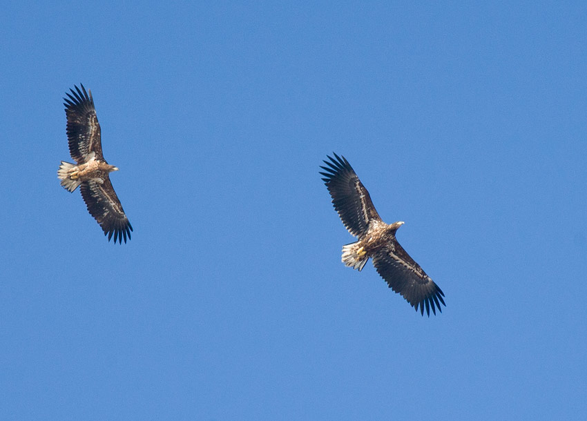 White-tailed Eagle (Haliaeetus albicilla)