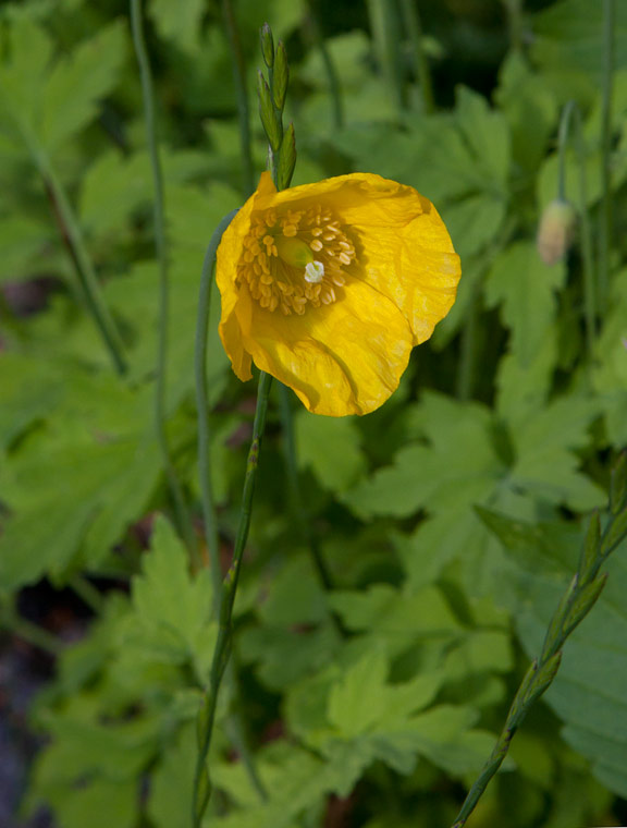 Engelsk vallmo (Meconopsis cambrica)