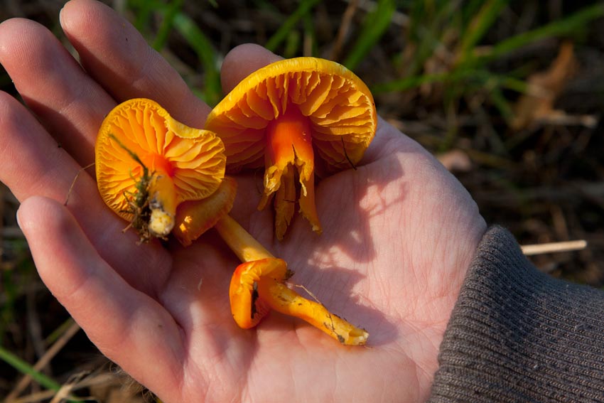 Spetsvaxskivling (Hygrocybe persistens)