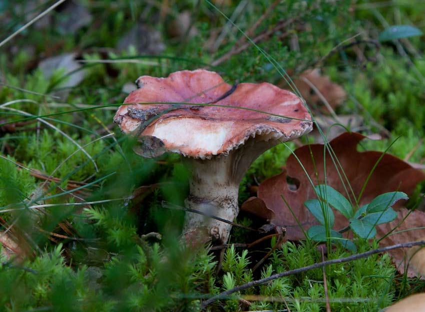 Rosenslemskivling (Gomphidius roseus)