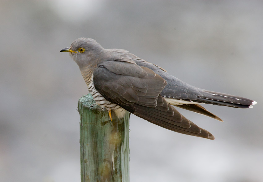 Common Cuckoo (Cuculus canorus)