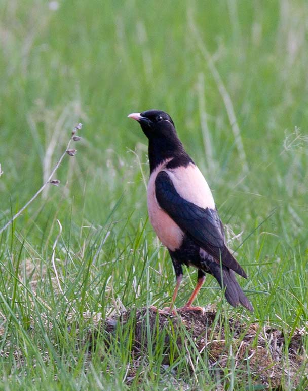 Rosy Starling (Pastor roseus)