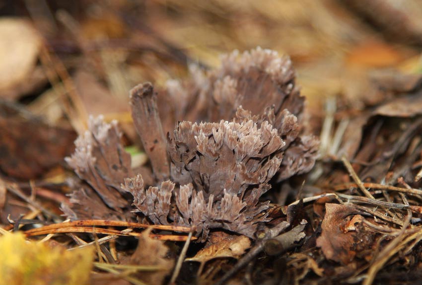 Busksvamp (Thelephora palmata)