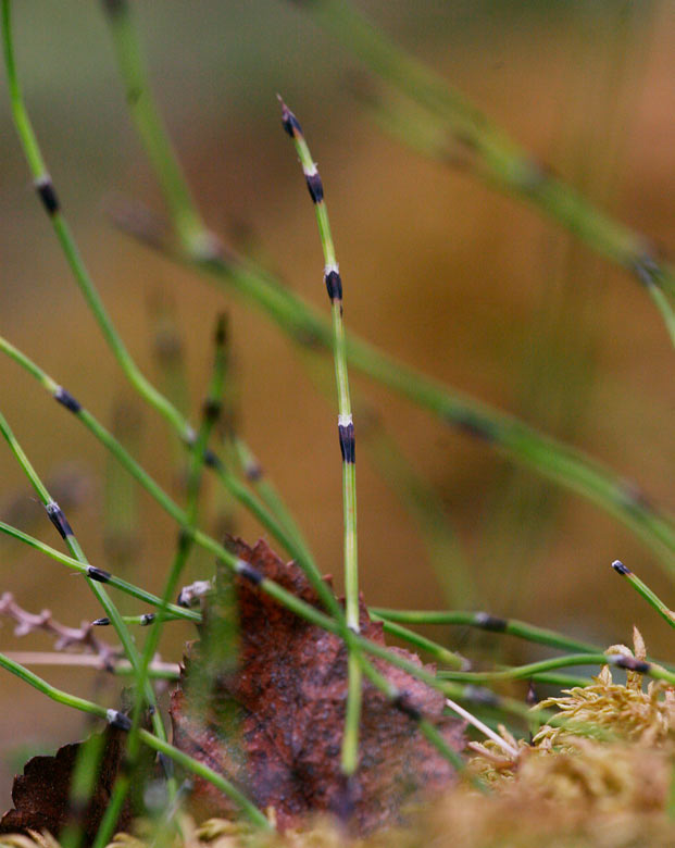 Trdfrken (Equisetum scirpoides)