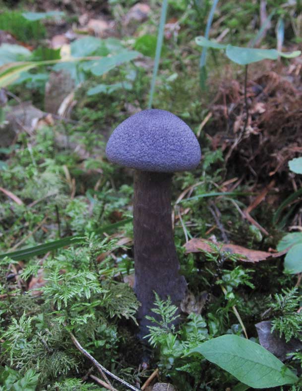 Violspindling (Cortinarius harcynicus)