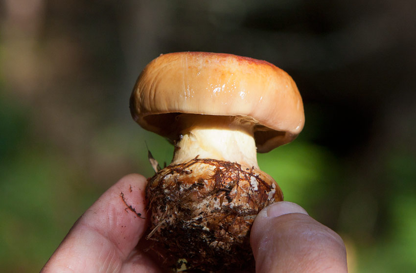 ggspindling (Cortinarius meinhardii)