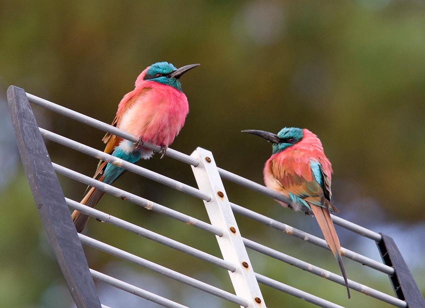 Northern Carmine Bee-eater (Merops nubicus)
