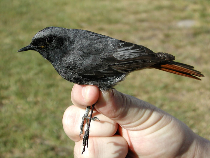 Black Redstart (Phoenicurus ochruros)