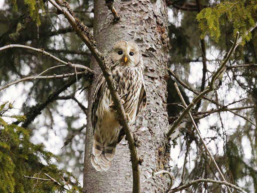 Ural Owl (Strix uralensis)
