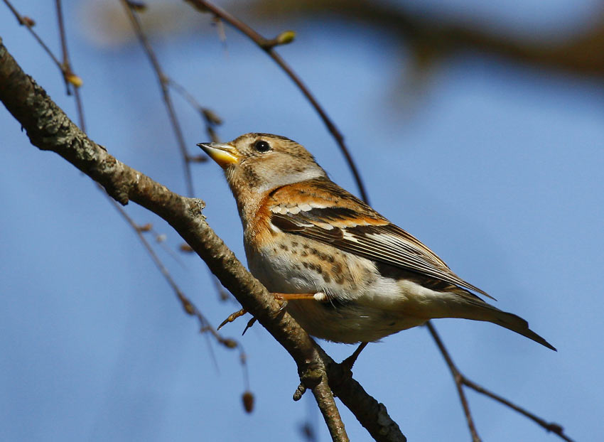 Brambling (Fringilla montifringilla)