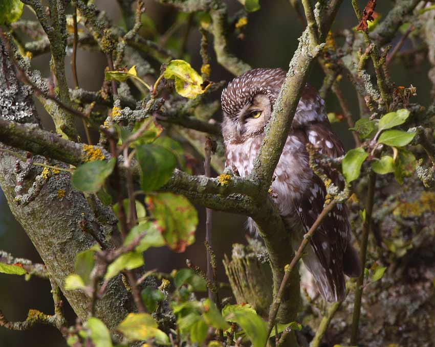 Tengmalms Owl (Aegolius funereus)
