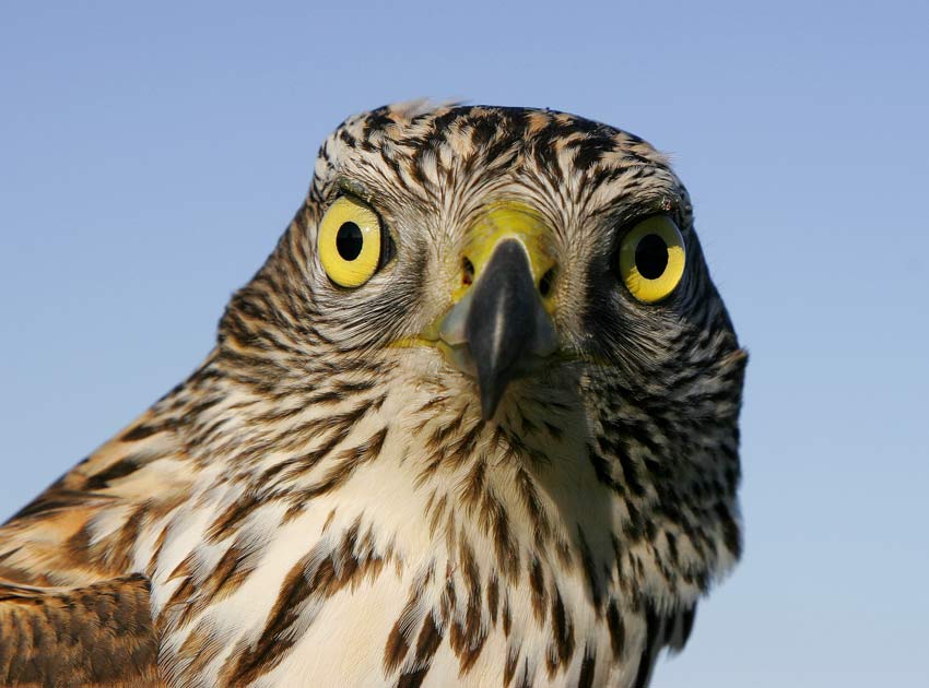 Northern Goshawk (Accipiter gentilis)