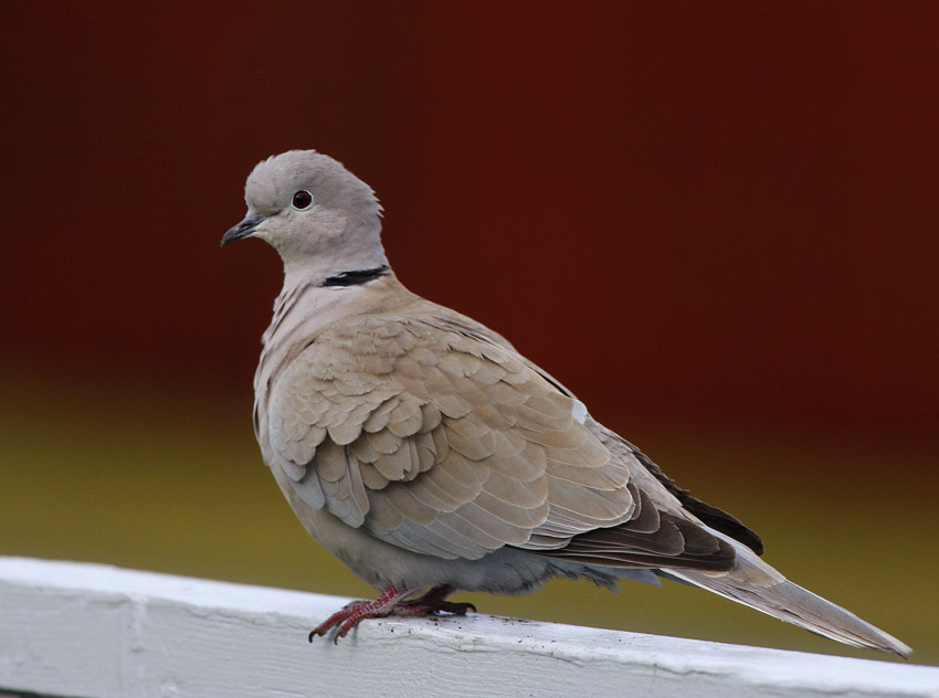 Collared Dove (Streptopelia decaocto)