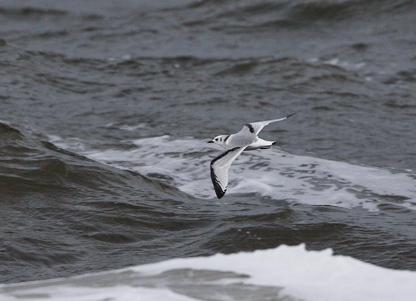 Black-legged Kittiwake (Rissa tridactyla)