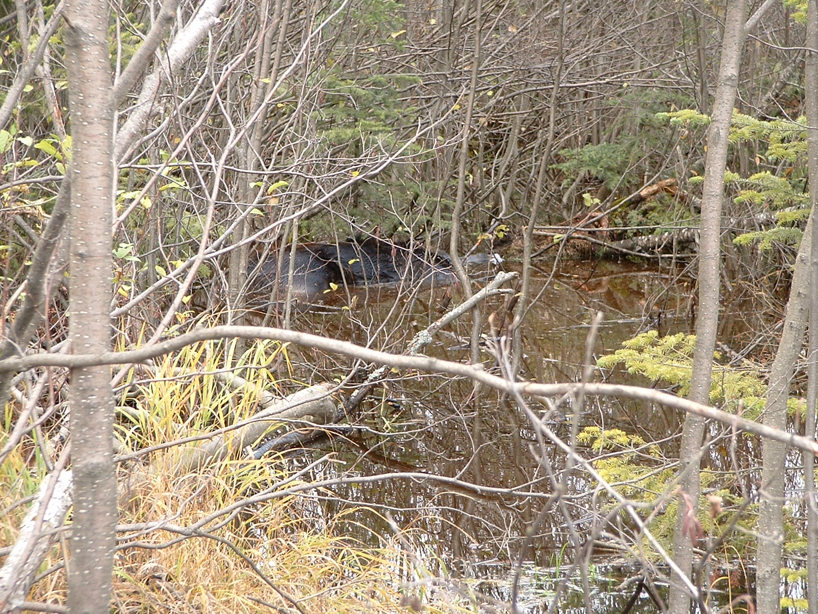DSCF0016.JPG