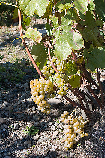 Vignoble St-Agns, Sutton, Qc