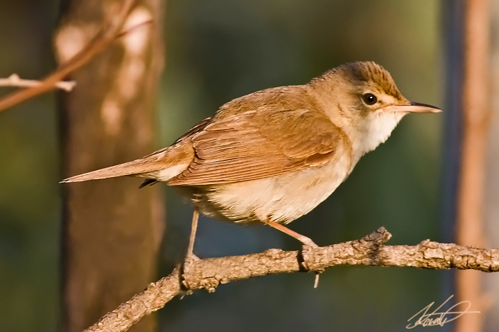 Blyths reed warbler (Acrocephalus dumetorum)