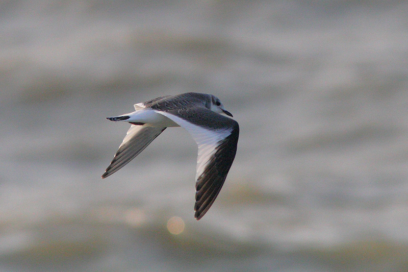 Xema sabini - Sabine's Gull