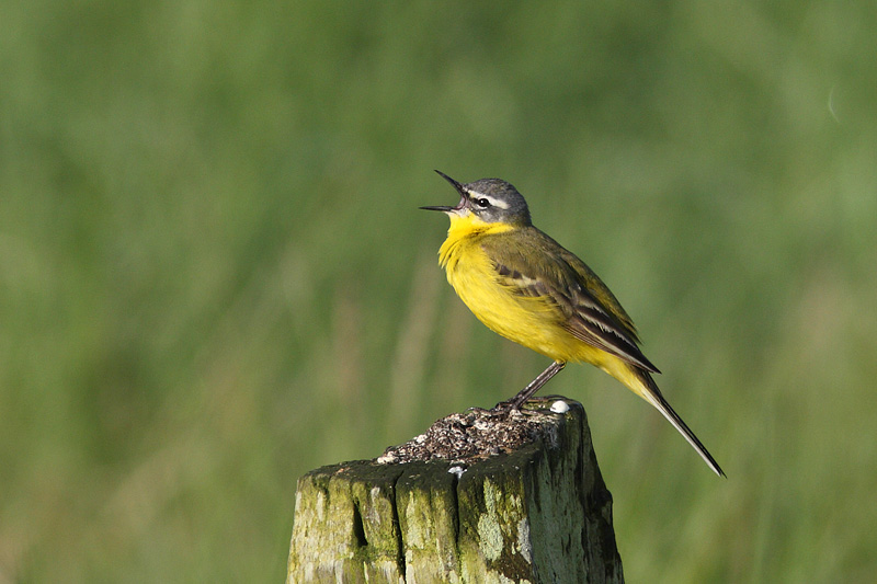 Motacilla flava - Blue-headed Wagtail, a threatened breeder in The Netherlands.
