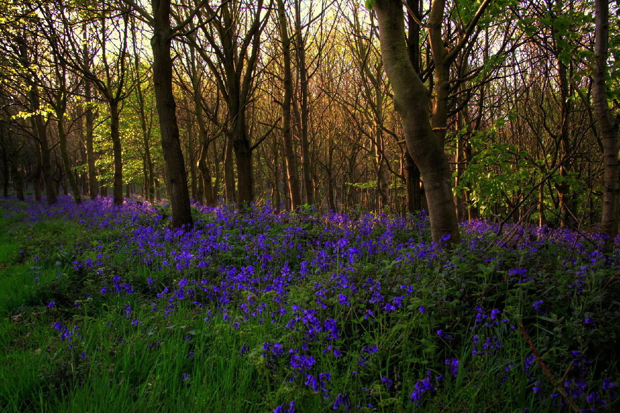 Bluebells 01