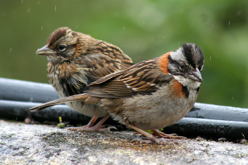 Rufous-collared Sparrow