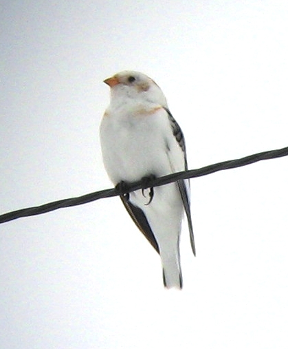 Snow Bunting Cam Lk rd.BMP