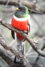 Trogon1.jpeg