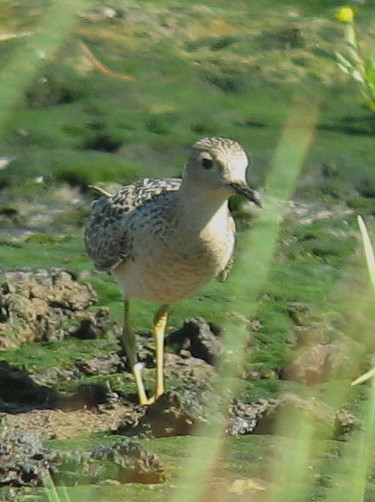 BBSA  Necanicum 8-27-42.jpg