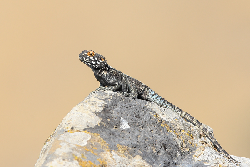 Roughtail Rock Agama (Hardoen)