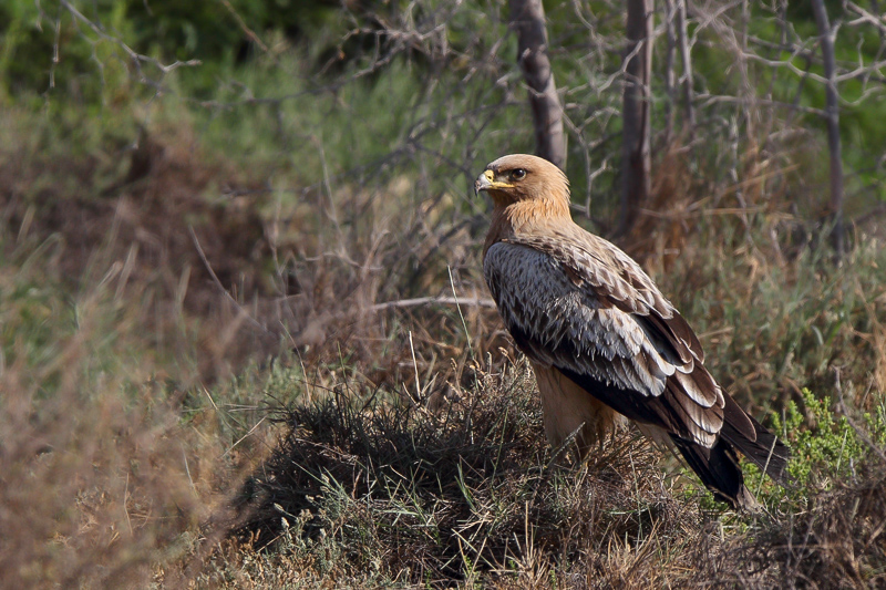 Greater Spotted Eagle (Bastaardarend) 