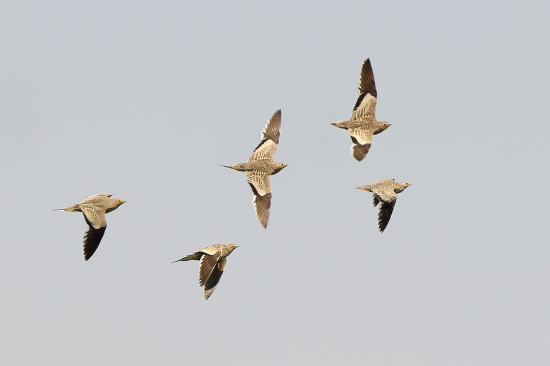 Chestnut-bellied Sandgrouse (Roodbuikzandhoen)