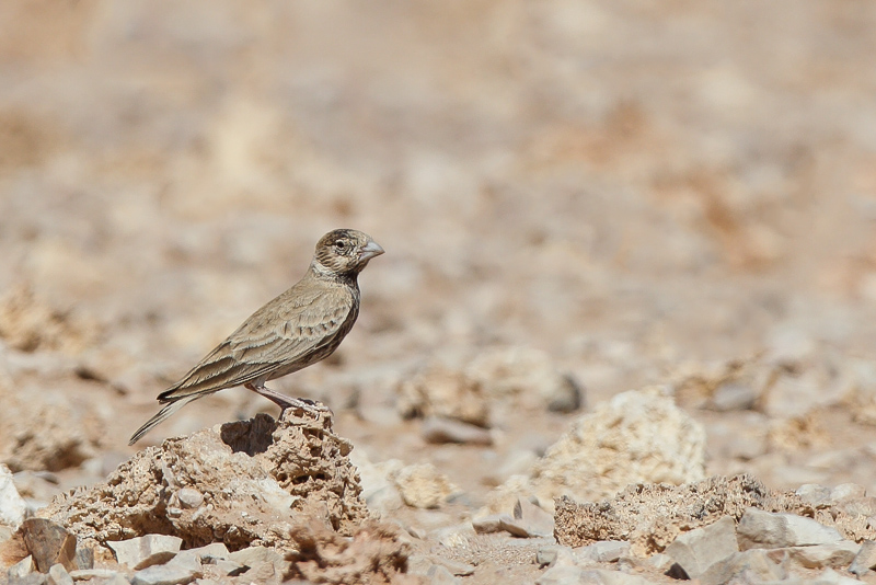 Black-crowned Sparrow-Lark (Zwartkruinvinkleeuwerik)