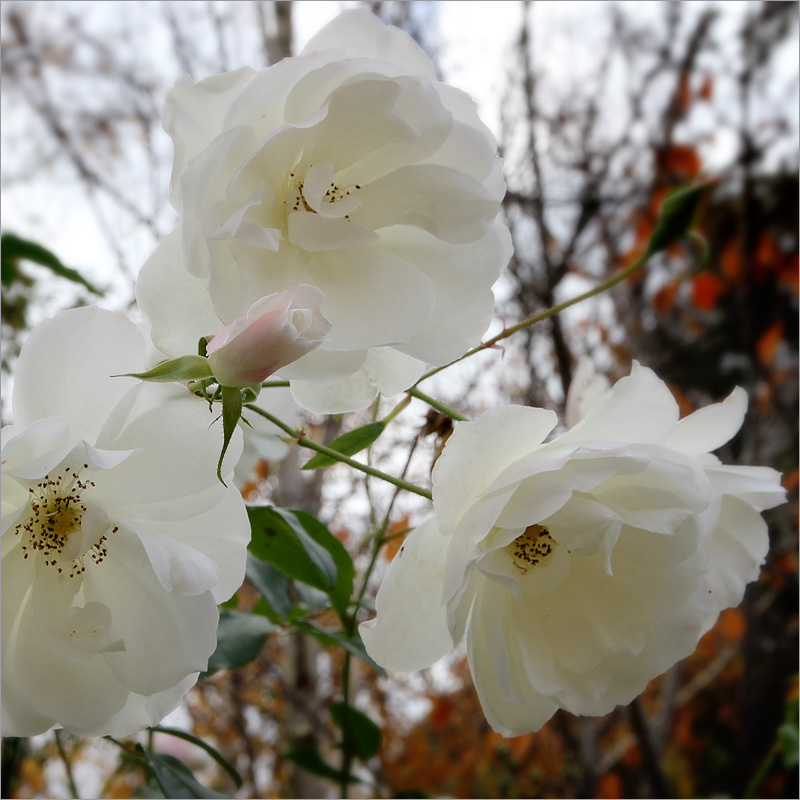 autumn roses - Iceberg