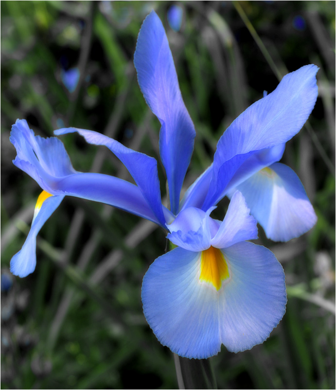 Dutch iris