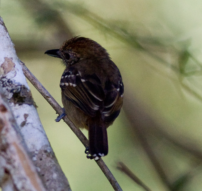Western Slaty-Antshrike (f)