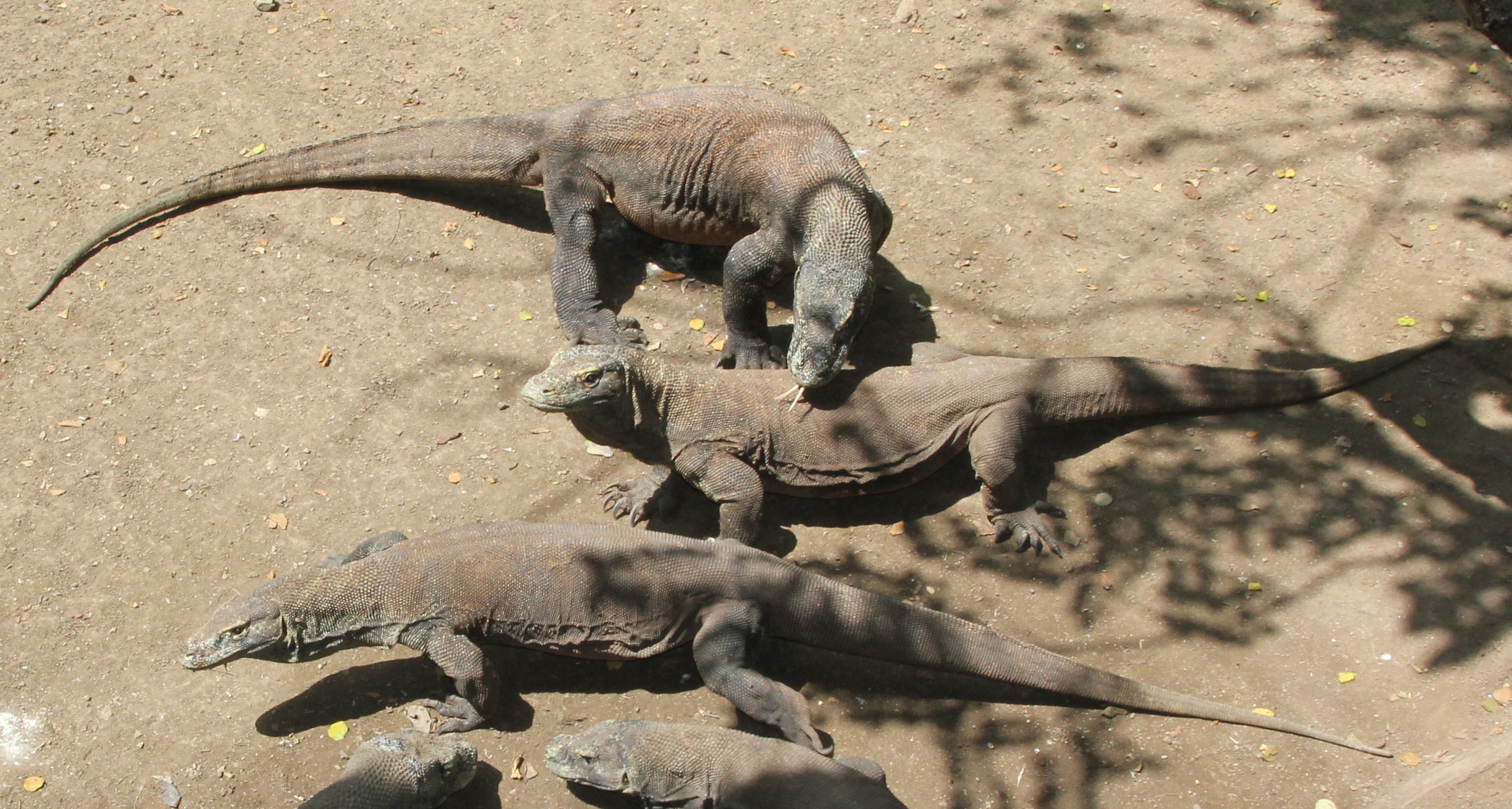 Komodo dragons