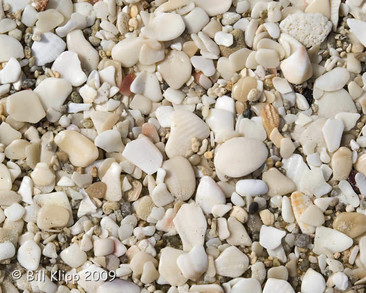 Shells, Bonanza Bay