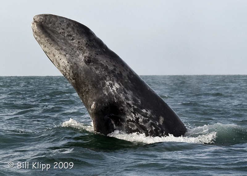Gray Whale, San Ignacio Lagoon  5