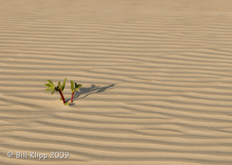 Dunes Magdalena Bay  3