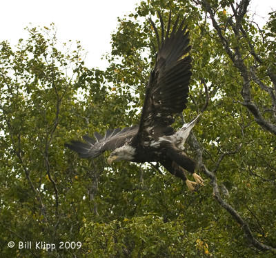 Bald Eagle, Hallo Bay  Alaska  1