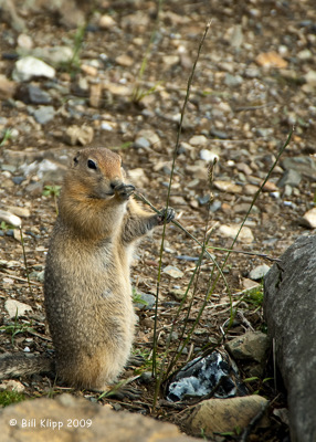 Arctic Ground Squirrel, Denali National Park 1