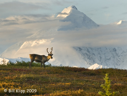 Caribou, Denali National Park 1