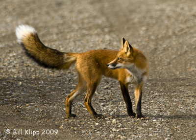 Red Fox, Denali National Park 1